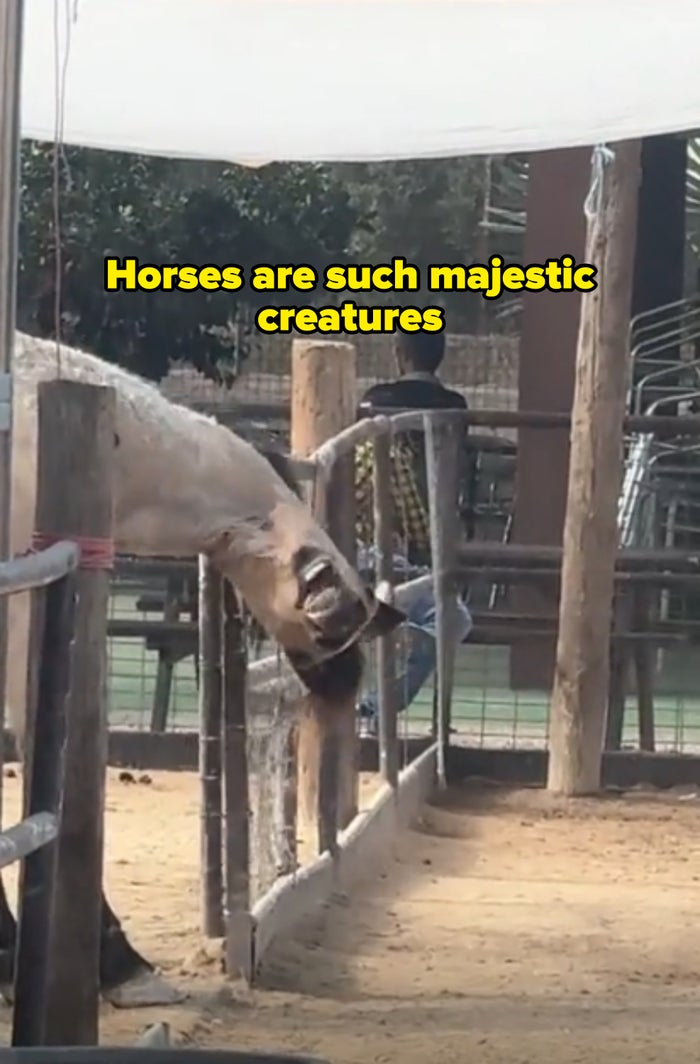 Horse in a fenced area reaching over fence upside down with funny expression captioned "horses are such majestic creatures"